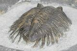 Rare Treveropyge Trilobite - Exceptional Specimen #341086-5